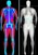 DEXA body composition scan for muscle, fat, and bone analysis